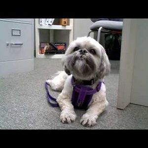 Meet your Posher, Joyce